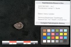 Foto (Objekt + Etikett) von Phymatocaryon mackayi F.V. Mueller (NHMW-GEO-2024-0188-10455)